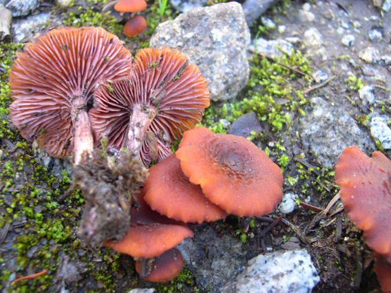 Laccaria montana